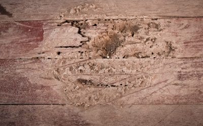 6 Signs of a Termite Infestation